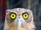 Yellow eyed filipino owl