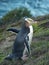 Yellow-eyed penguin