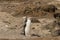 Yellow-eyed penguin basking