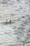 Yellow-eyed penguin couple in the water fluttering and squawking each other at Bushy beach in New Zealand