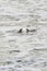 Yellow-eyed penguin couple in the water fluttering and squawking each other at Bushy beach in New Zealand