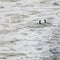 Yellow-eyed penguin couple in the water fluttering and squawking each other at Bushy beach in New Zealand