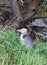 Yellow-eyed penguin Megadyptes antipodes, or Hoiho, the world`s rarest penguin found in New Zealand