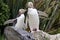 The Yellow-eyed Penguin, Megadyptes antipodes, is the rarest penguin, South Island New Zealand