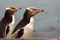 The Yellow-eyed Penguin, Megadyptes antipodes, is the rarest penguin, South Island New Zealand