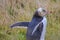 Yellow-eyed penguin, New Zealand