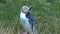 Yellow-eyed Penguin in New Zealand