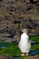 Yellow Eyed Penguin Posing