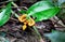 Yellow Eyelash Palm Pit Viper / Costa Rica