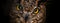 Yellow eyes of horned owl close up on a dark background