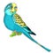 Yellow face blue wavy parrot. Vector illustration