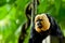 Yellow Face Saki Monkey