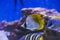 Yellow-faced Angelfish swimming over a tropical coral reef