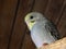 Yellow-faced blue grey budgie Juvenile.