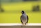 Yellow faced honeyeater