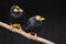 Yellow-faced mynas