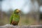 Yellow-faced Parrot sitting on branch