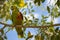 Yellow-faced Parrot sitting on branch