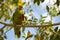 Yellow-faced Parrot sitting on branch