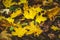 Yellow faded maple leaves on the ground in the woods. Autumn lea