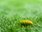 Yellow fall leaf on the artificial grass by shallow depth of fie