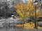 Yellow fall tree drops colorful leaves around an empty bench in a black and white cityscape scene in New York City