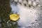 Yellow fallen leaf of birch tree, betula