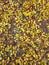 Yellow Fallen Leaves Scattered On The Ground Background