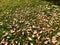 Yellow fallen leaves with the shadow of the photographer