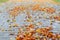 Yellow fallen leaves wet after the rain on the sidewalk, autumn background. Perspective, low angle view, selective focus