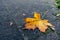 Yellow fallen maple leaf on a dark pathway surface. Fall or autumn season background