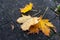 Yellow fallen maple leaf on a dark pathway surface. Fall or autumn season background