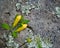 Yellow False Foxglove Flowers