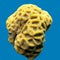 Yellow Favites coral isiolated on a background of blue water