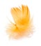 Yellow feather