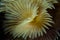 Yellow Feather Duster Worm in Indonesia