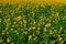 Yellow feild of flowering rapeseed canola or colza Brassica Napus, plant for green rapeseed energy, oil industry