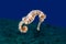 A Yellow Female Common Seahorse (Hippocampus Taeniopterus) on th
