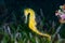 A Yellow Female Common Seahorse (Hippocampus Taeniopterus) on th