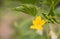 Yellow female flower of cucumber in field plant agriculture farm