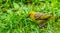 Yellow female weaver bird standing in the grass in closeup, tropical bird specie from Africa