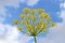 Yellow fennel blossom in front of blue and white sky