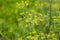 Yellow Fennel Seed on Green Grass | Yellow Flowers Field | Yellow Flowers Garden | Natural Beauty | Beautiful Flowers | Green Fiel