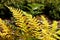 Yellow fern