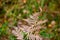 Yellow fern branch close-up. Background. Fall