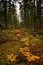 Yellow ferns in the autumn forest