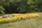 Yellow ferns and boulder in a woods opening, New Hampshire