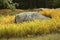 Yellow ferns and boulder in a woods opening, New Hampshire