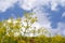 Yellow ferula flowers against blue sky and clouds