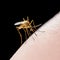 Yellow Fever, Malaria or Zika Virus Infected Mosquito Insect Bite Isolated on Black